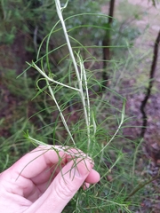 Cassinia laevis