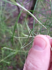 Cassinia laevis