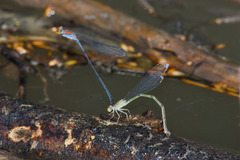 Neoneura aaroni