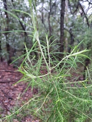 Cassinia laevis