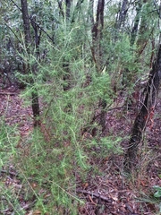 Cassinia laevis