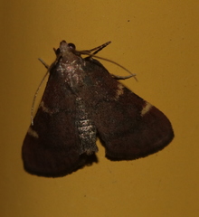 Hypsopygia thymetusalis
