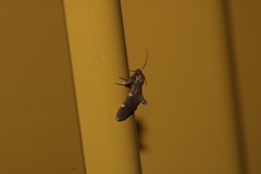 Hypsopygia thymetusalis