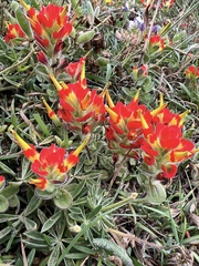 Castilleja mendocinensis