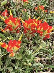 Castilleja mendocinensis