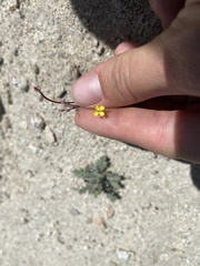Camissonia pusilla