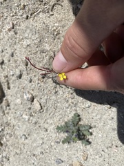 Camissonia pusilla