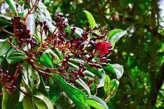 Meriania nobilis