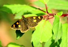 Argopteron aureipennis