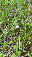 Lysimachia europaea