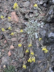 Physaria occidentalis
