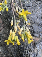 Physaria occidentalis