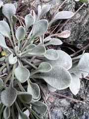 Physaria occidentalis
