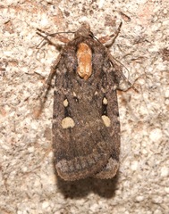 Abagrotis mirabilis