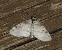 Lobophora