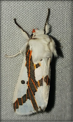 Euerythra phasma