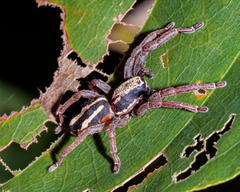 Storenomorpha anne