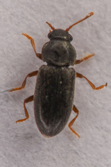 Telmatophilus americanus