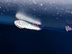 Nectopsyche exquisita