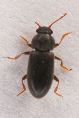 Telmatophilus americanus