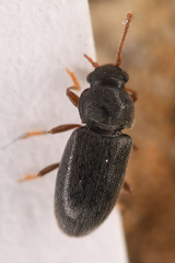 Telmatophilus americanus