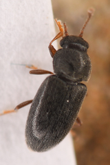 Telmatophilus americanus