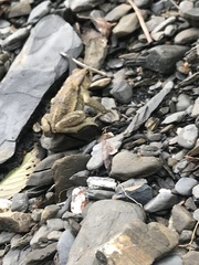 Bufo bankorensis