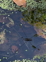 Aquarius elongatus