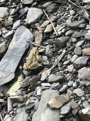 Bufo bankorensis