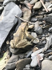 Bufo bankorensis