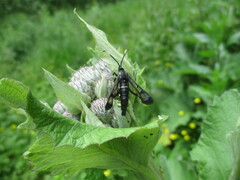 Synanthedon spheciformis