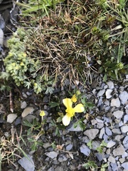 Ranunculus formosa-montanus