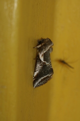 Habrosyne scripta