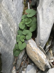 Ranunculus formosa-montanus