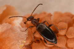 Ischyropalpus nitidulus