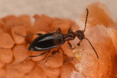 Ischyropalpus nitidulus