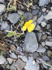 Ranunculus formosa-montanus