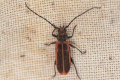 Holopleura marginata