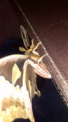 Rothschildia cinctus cinctus