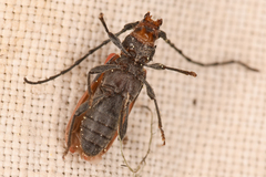 Holopleura marginata