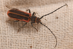 Holopleura marginata