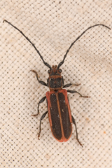 Holopleura marginata