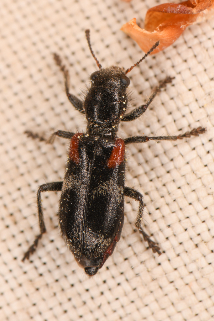 Enoclerus schaefferi