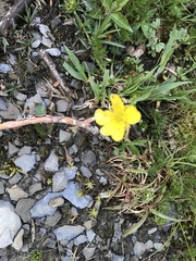 Ranunculus formosa-montanus