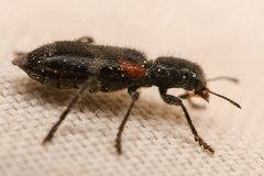 Enoclerus schaefferi