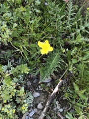 Ranunculus formosa-montanus