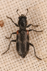Enoclerus schaefferi