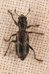 Enoclerus schaefferi