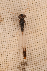 Paraleptophlebia debilis