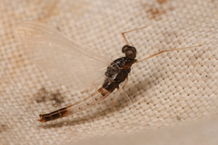 Paraleptophlebia debilis